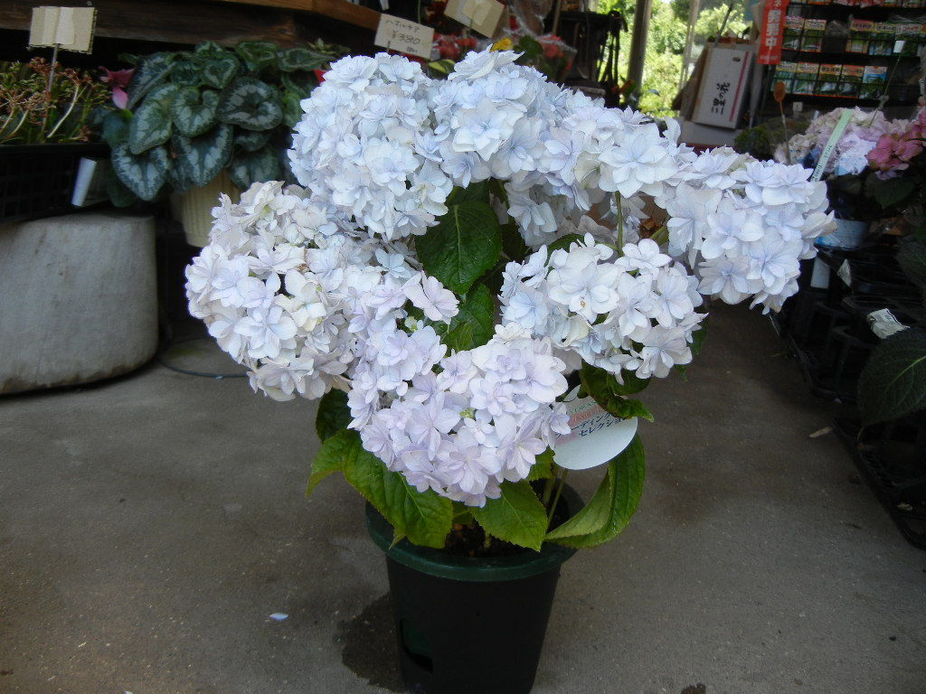 新品 値下げ現物 アジサイ 紫陽花 ブリーディングセレクション メロウ 5寸鉢 の落札情報詳細 ヤフオク落札価格情報 オークフリー スマートフォン版