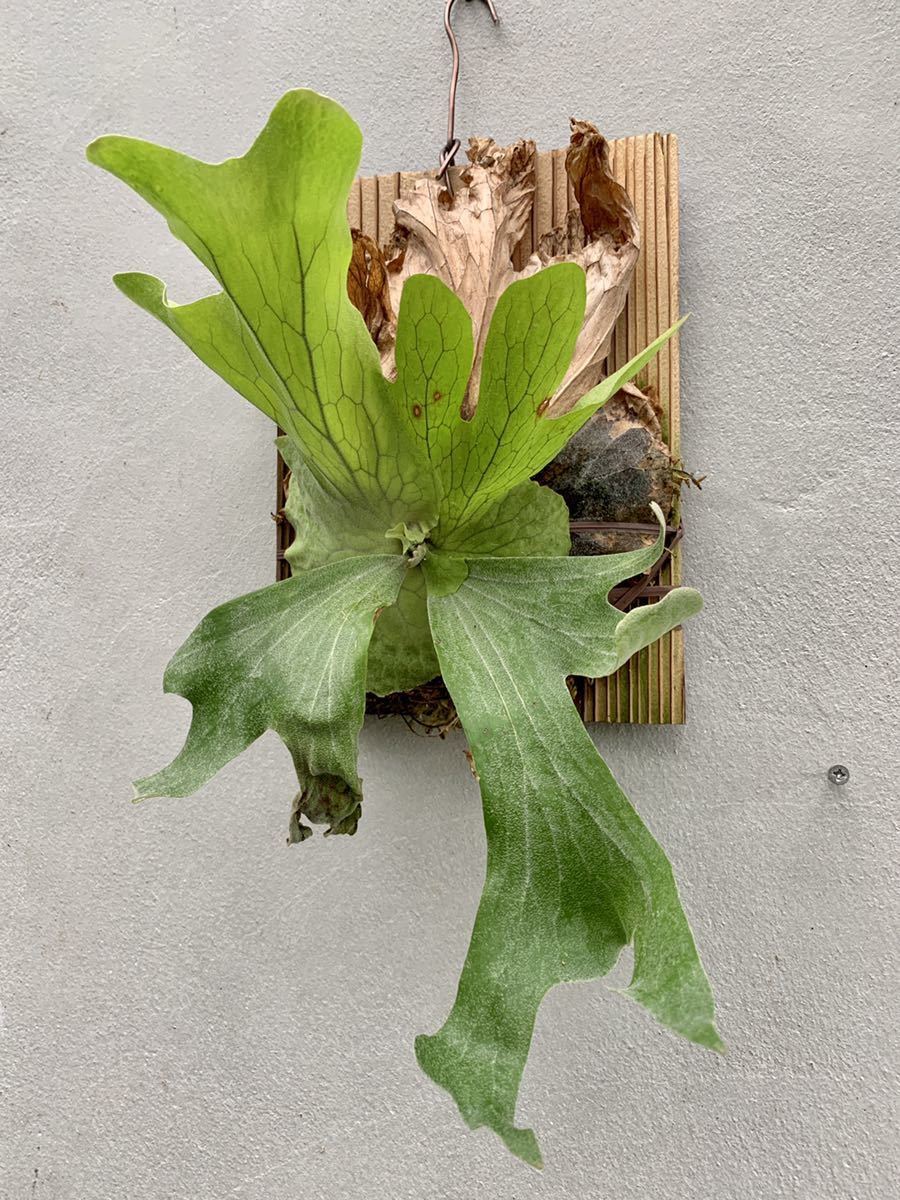 た*や様 【コルク付】ワリチー ワイルド ビカクシダ P. wallichii P.wallichii ワリチー(山採り) ビカクシダ コウモリラン