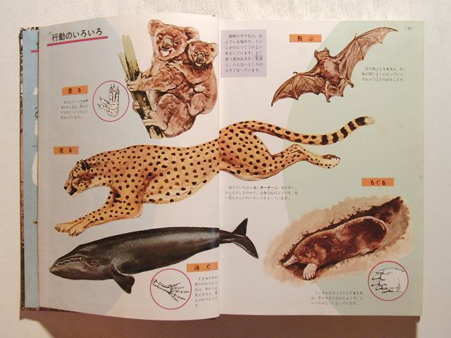 動物の図鑑 新学習図鑑シリーズ11◇小学館/昭和49年の落札情報詳細