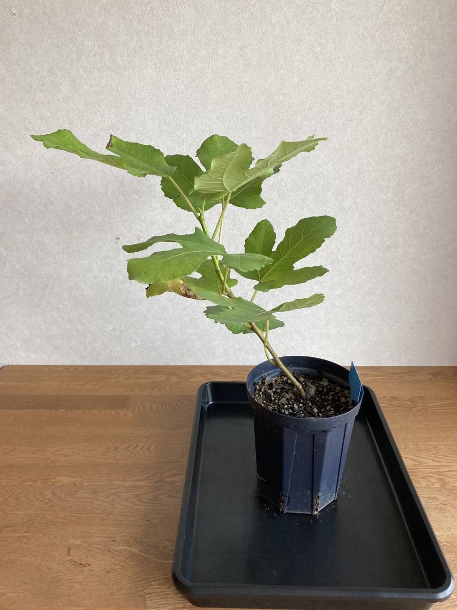 ブラックマデイラ フィーゴプレト（ Black Madeira Figo Preto