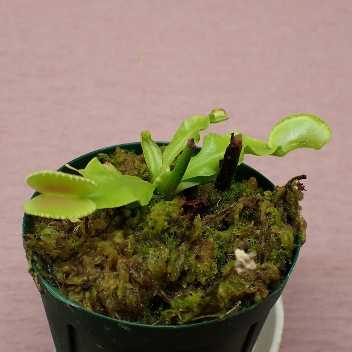 食虫植物 ハエトリソウ jaws smiley ハエトリグサ ジョーズスマイリー 食虫植物 ハエトリソウ Jaws Smiley - メルカリ