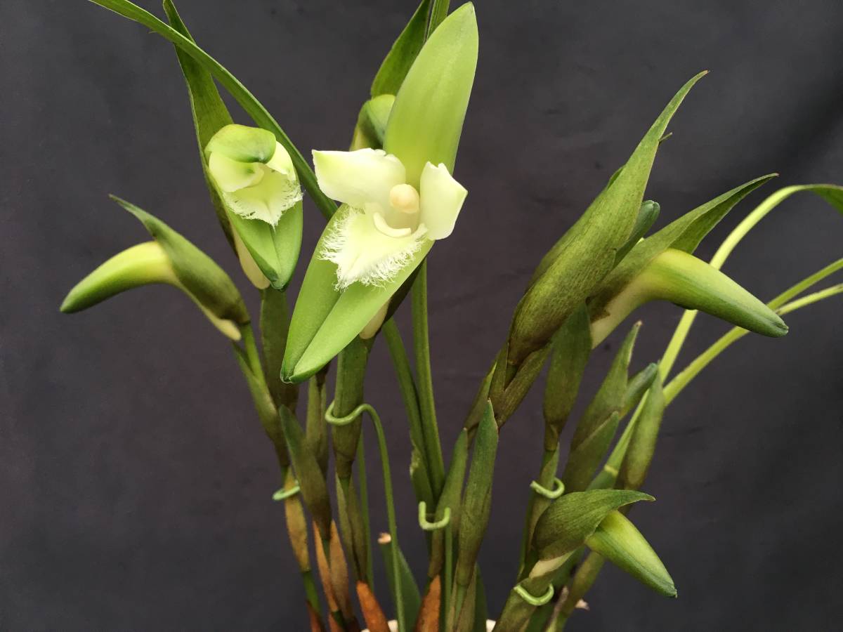 新品 洋蘭 原種 スダメリカステ属 Sudamerlycaste Cobbiana フリル状のリップが美しいリカステ系レア種 10リン付 の落札情報詳細 ヤフオク落札価格情報 オークフリー スマートフォン版