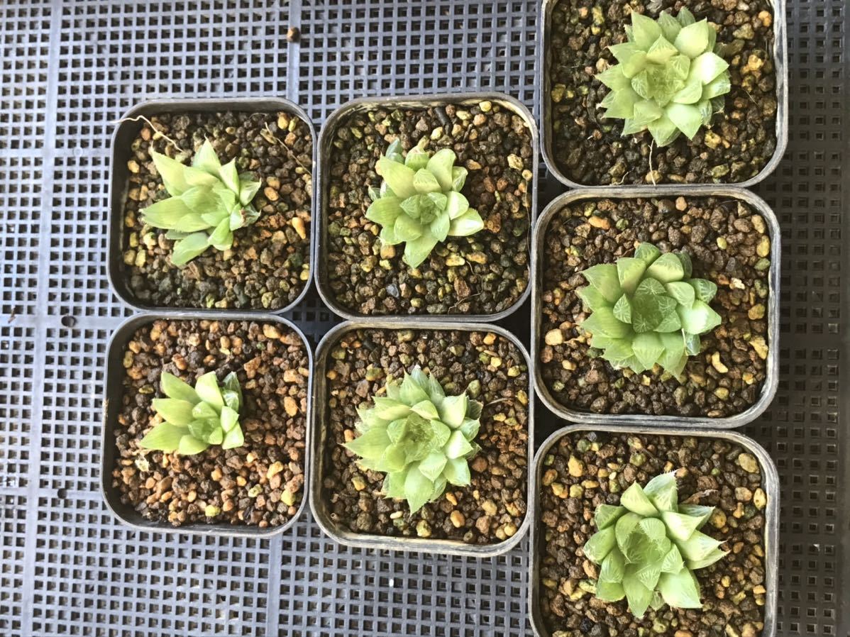 120円 最大62%オフ! 多肉植物 ハオルチア 青雲の舞 7.5cmポット苗 120円 最大62%オフ! 多肉植物 ハオルチア 青雲の舞 7.5cmポット苗