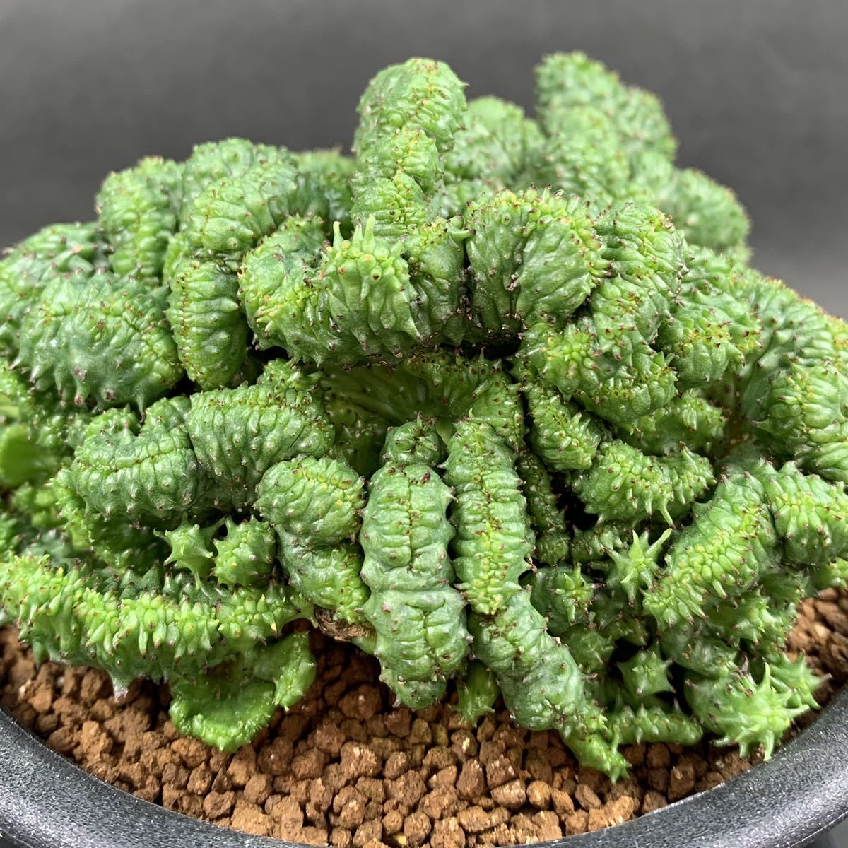 R3 ユーフォルビア ポリゴナ モンスト 綴化 Euphorbia Polygona F Monstrosus 4dmx鉢 植替19 7 R の落札情報詳細 ヤフオク落札価格情報 オークフリー スマートフォン版