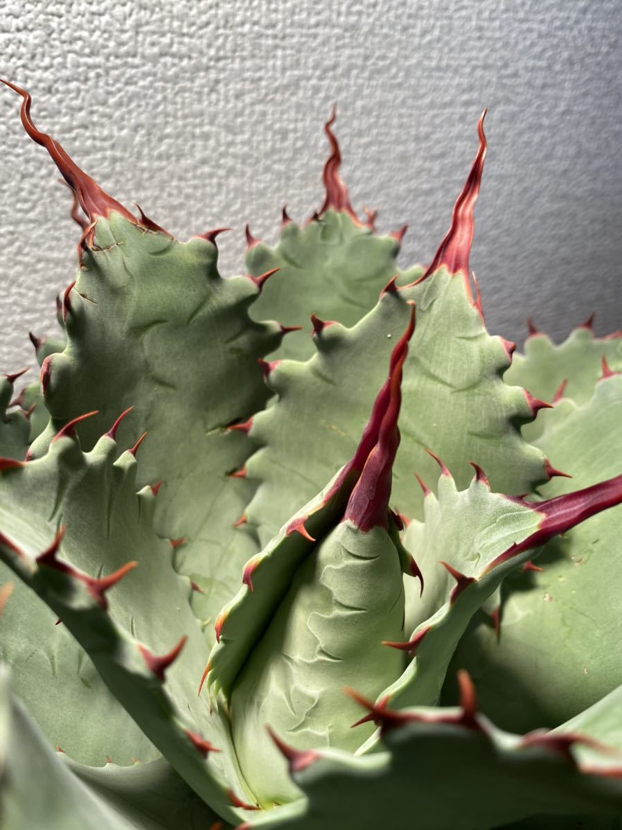 アガベ　チェリースウィーズル アガベ ポタトラム 'チェリースウィズル' (Agave potatorum