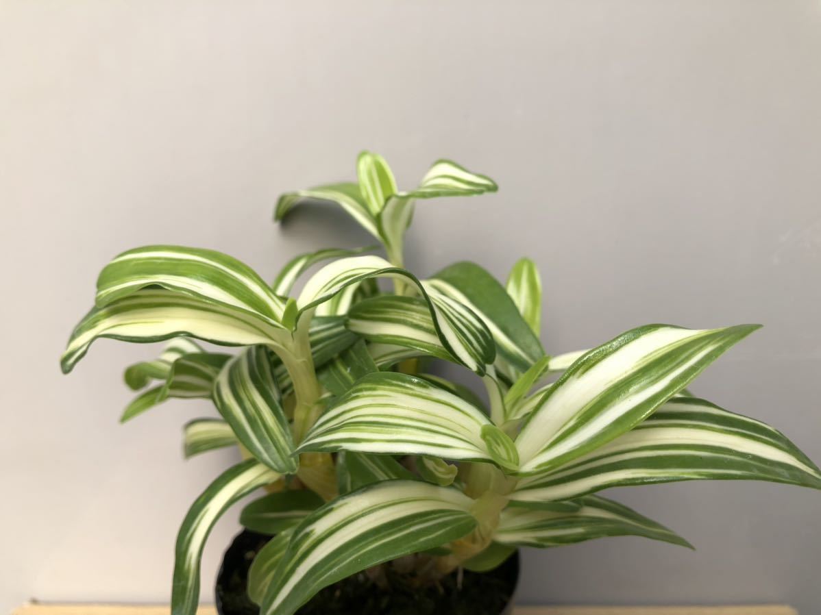 洋蘭 デンドロビウム 斑入り植物 デンドロビウム ノビル アルマ斑入り 富貴蘭 セッコク 石斛 水苔 の落札情報詳細 ヤフオク落札価格情報 オークフリー スマートフォン版