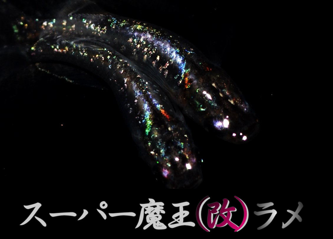 新品 極上 極赤光ラメ 広島プロショップ スーパー魔王 改 ラメ めだかの卵10個 A ラメ メダカの卵 めだか メダカ 卵 有精卵 米 まりも の落札情報詳細 ヤフオク落札価格情報 オークフリー スマートフォン版