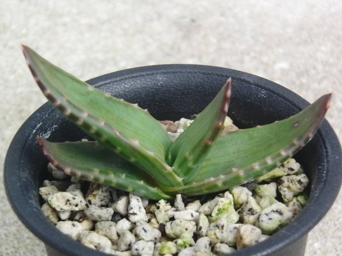 新品】アロエ パベルカエ 黄花タイプ 実生 Aloe pavelkae Yellow