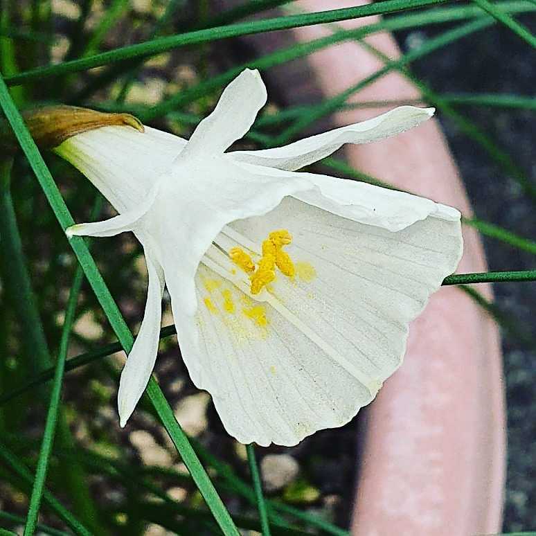 新品 水仙 スイセン ナルキッスス カンタブリカス 15球 の落札情報詳細 ヤフオク落札価格情報 オークフリー スマートフォン版