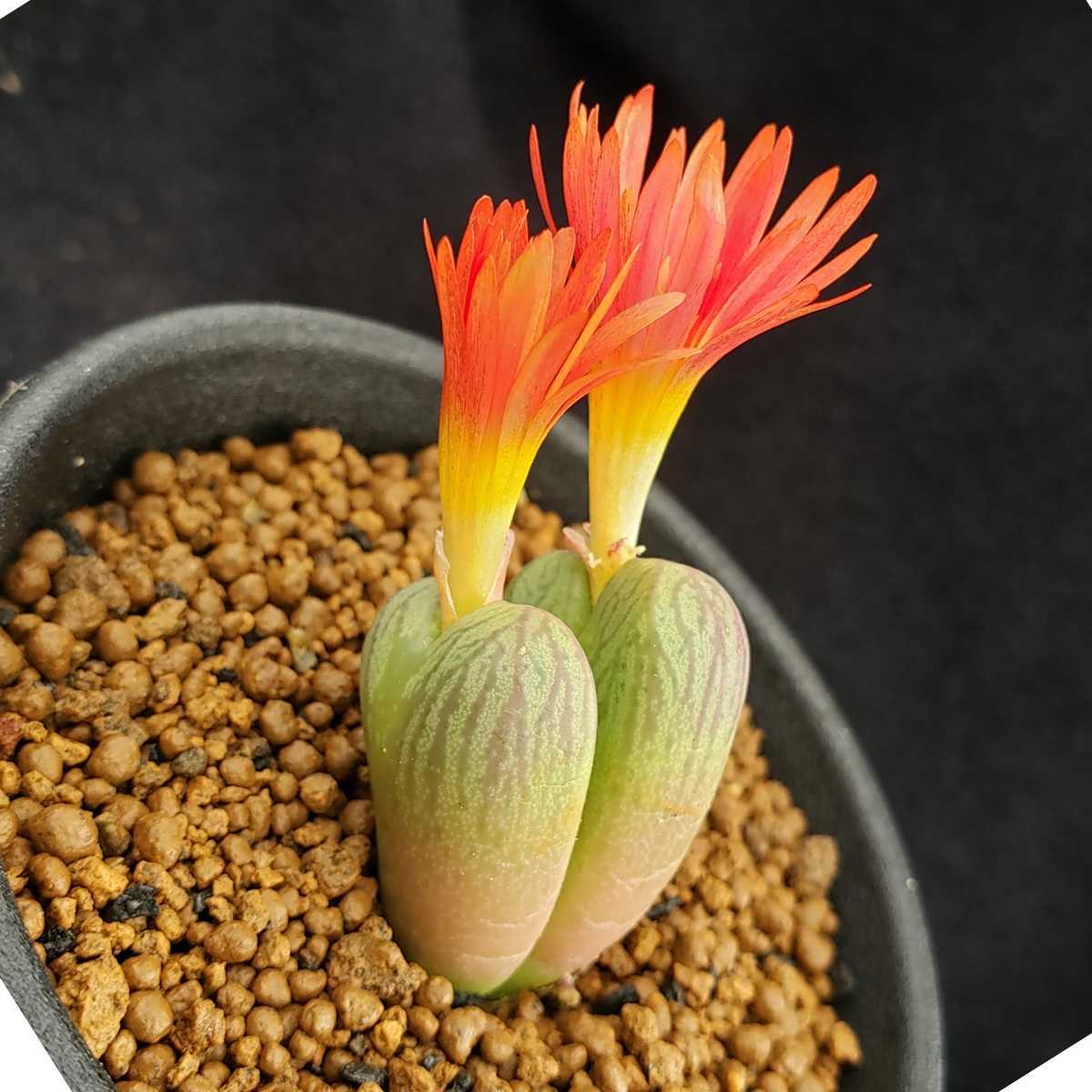 コノフィツム Mabel's Milkman オリンジナル ）紅錦里 多肉植物