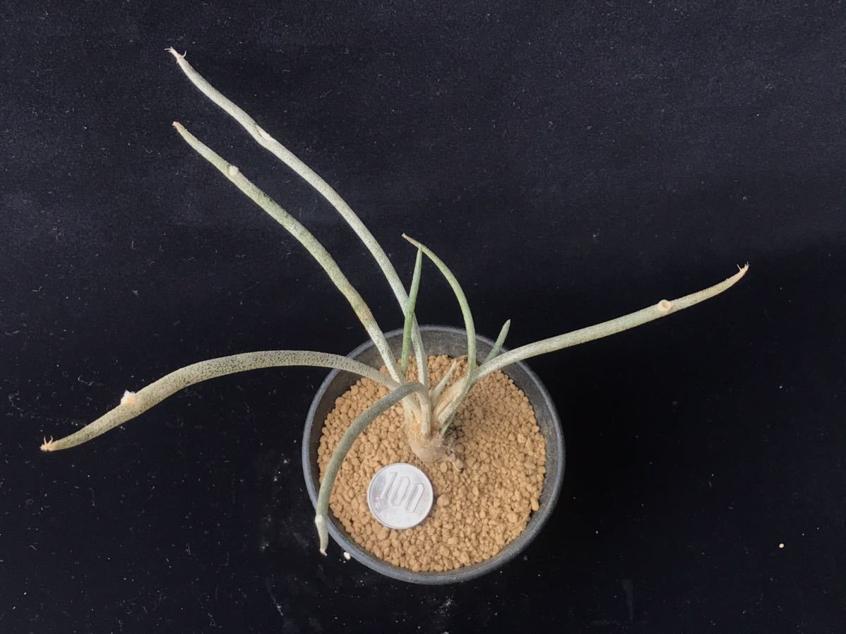 サボテン カプトメデューサ アストロフィツム カプトメデューサエ ランポー 兜丸 の落札情報詳細 ヤフオク落札価格情報 オークフリー スマートフォン版