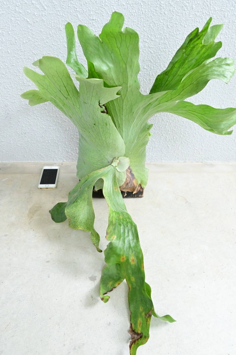 Web限定カラー P Wandae ビカクシダ ワンダエ 大株 Bikamori Com ビカクシダ コウモリラン Labelians Fr Web限定カラー P Wandae ビカクシダ ワンダエ 大株 Bikamori Com ビカクシダ コウモリラン Labelians Fr