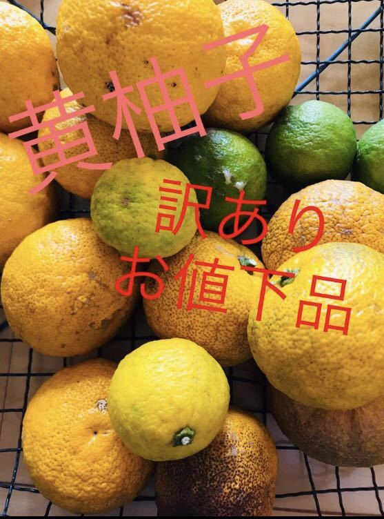 公式送料無料 無農薬 黄柚子【訳あり】 ご予約|食品,果物 - rustavi.gov.ge 公式送料無料 無農薬 黄柚子【訳あり】 ご予約|食品,果物 - rustavi.gov.ge