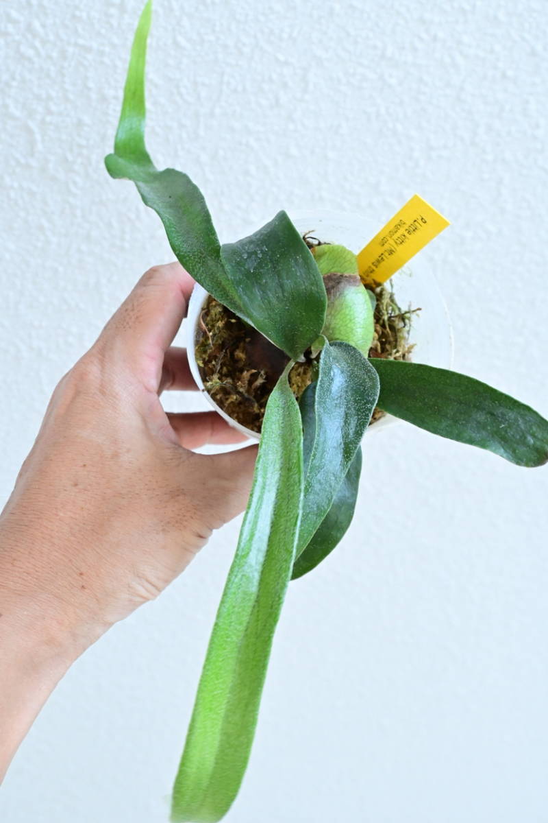 ビカクシダ P.Mt.Lewis thin dwarf （Platycerium sp.Mt.Lewis
