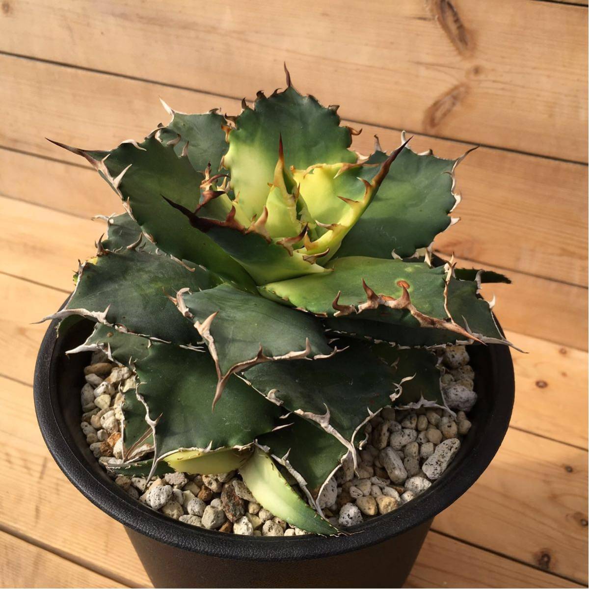 アガベ チタノタ ソーラーエクリプス 選抜 ハードウッドプランター SET アガベ チタノタ ソーラーエクリプス 選抜 ハードウッドプランター SET