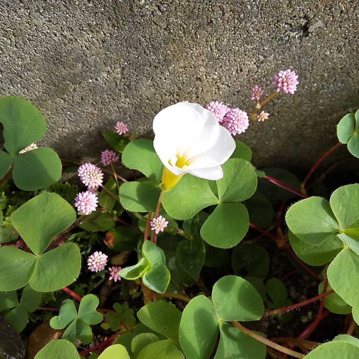 新品 オキザリス２種 濃い紫の葉のピンク花と緑の葉の白花 の落札情報詳細 ヤフオク落札価格情報 オークフリー スマートフォン版