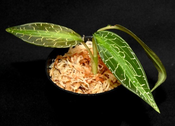 新品】洋蘭原種 (032,) ジュエルオーキッド Goodyera malipoensis