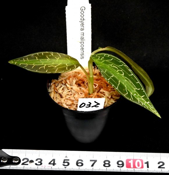 ジュエルオーキッド グッディエラ マリポエンシス