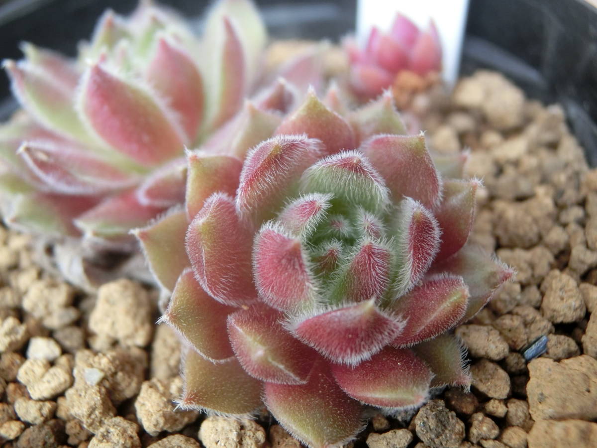 多肉 センペルAppleBlossom 【公式通販】