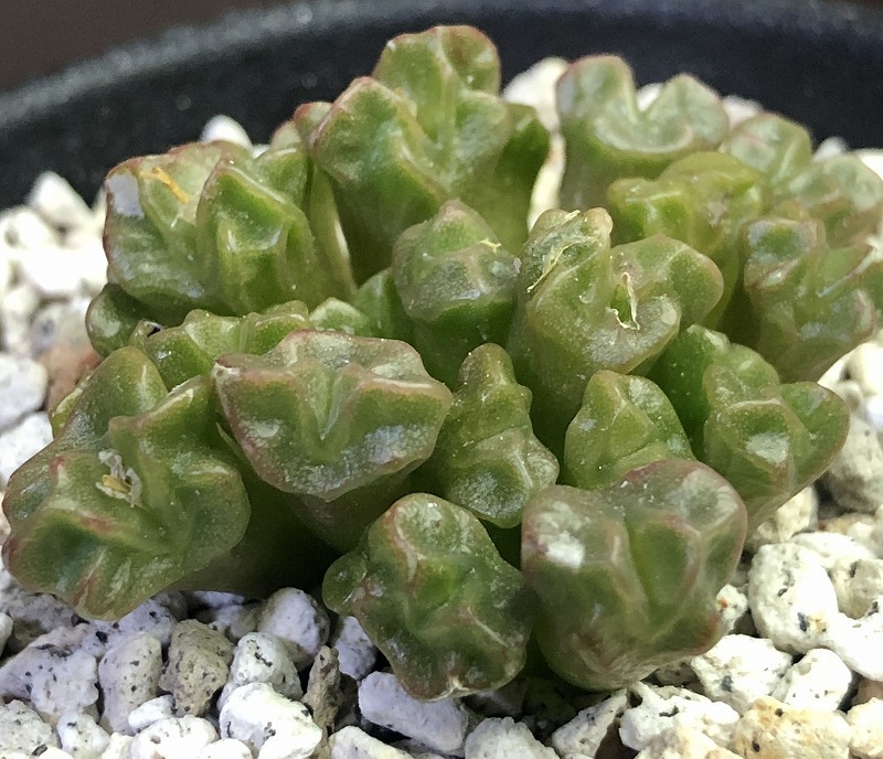 スルカツム ectypum ssp. sulcatum Conophytum コノフィツム 多肉植物