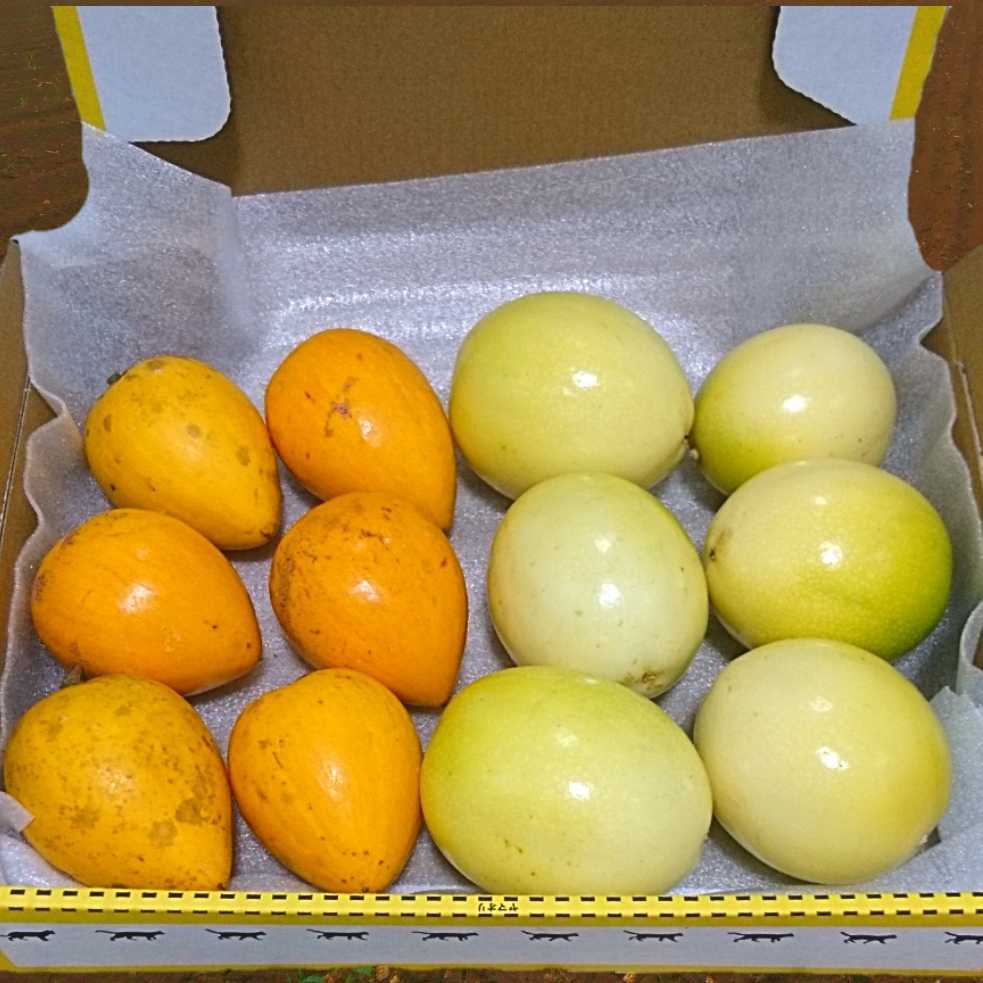 新品 宮古島産 パッションフルーツ カニステル エッグフルーツ 産地直送 トロピカルフルーツセット コンパクト便 の落札情報詳細 ヤフオク落札価格情報 オークフリー スマートフォン版