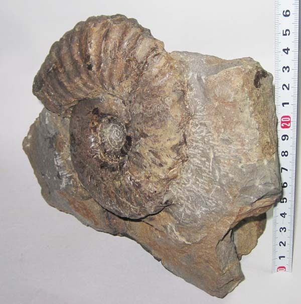 アンモナイト化石 北海道 三笠 アナゴードリセラス 北海道の白亜紀の