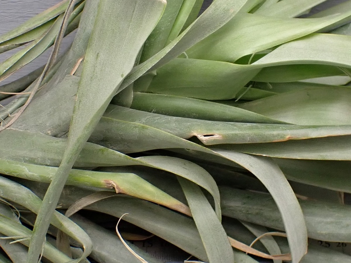 Tillandsia rhodocephala チランジア・ロドセファラ☆エアープランツTI