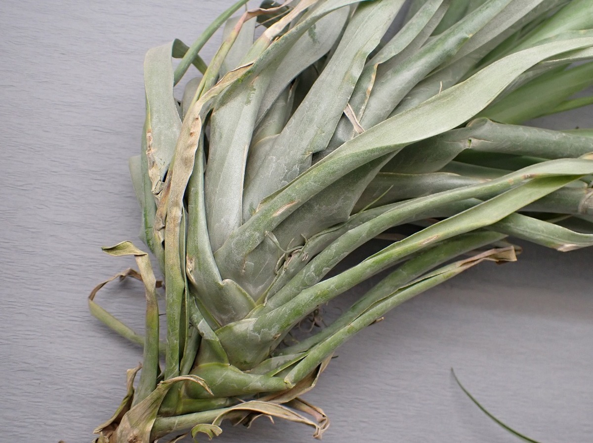 Tillandsia rhodocephala チランジア・ロドセファラ☆エアープランツTI