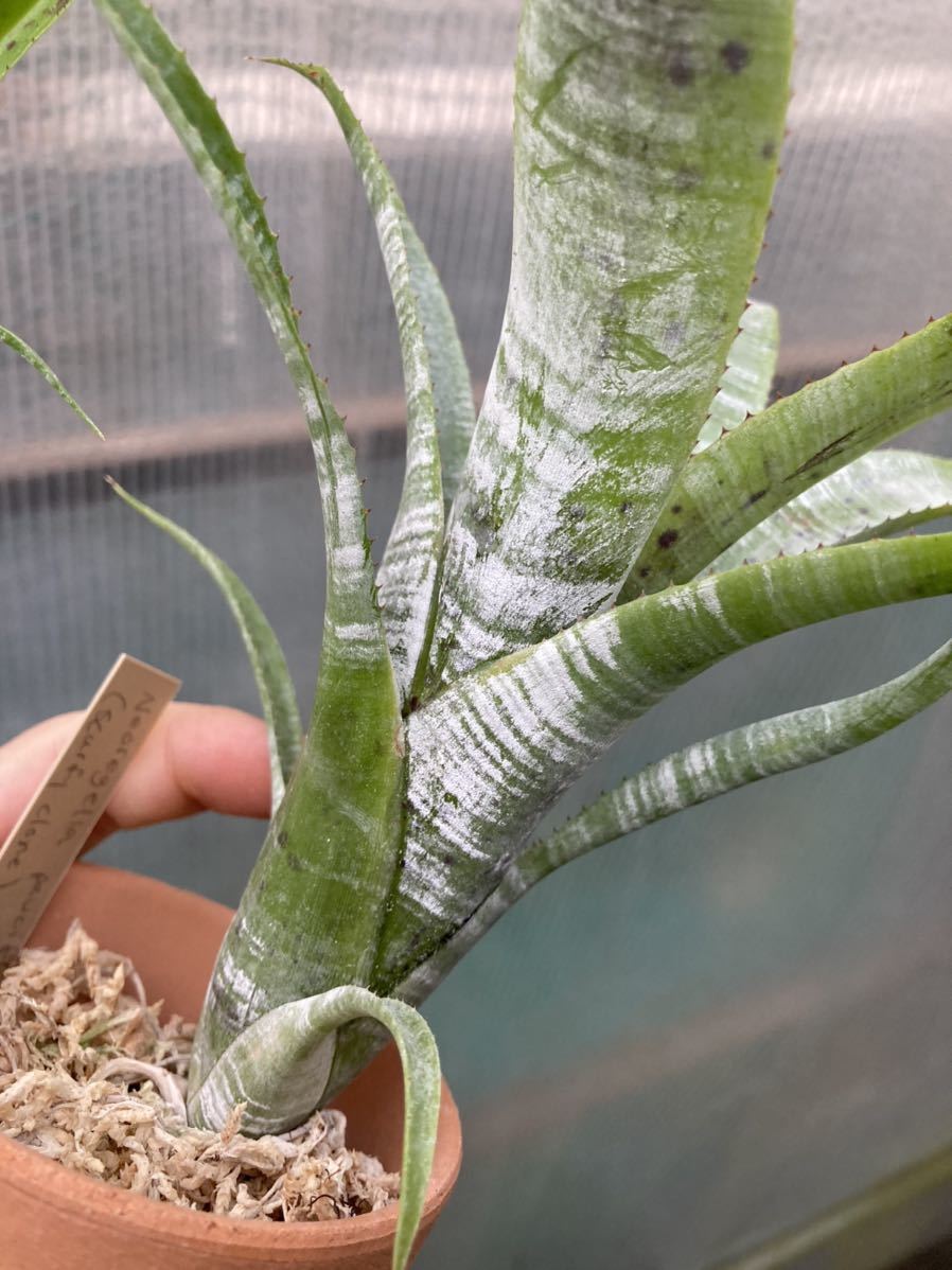 Neoregelia Pauciflora Scurfy Clone 白いパウシフローラ ２株 ネオレゲリア ブロメリア の落札情報詳細 ヤフオク落札価格情報 オークフリー スマートフォン版