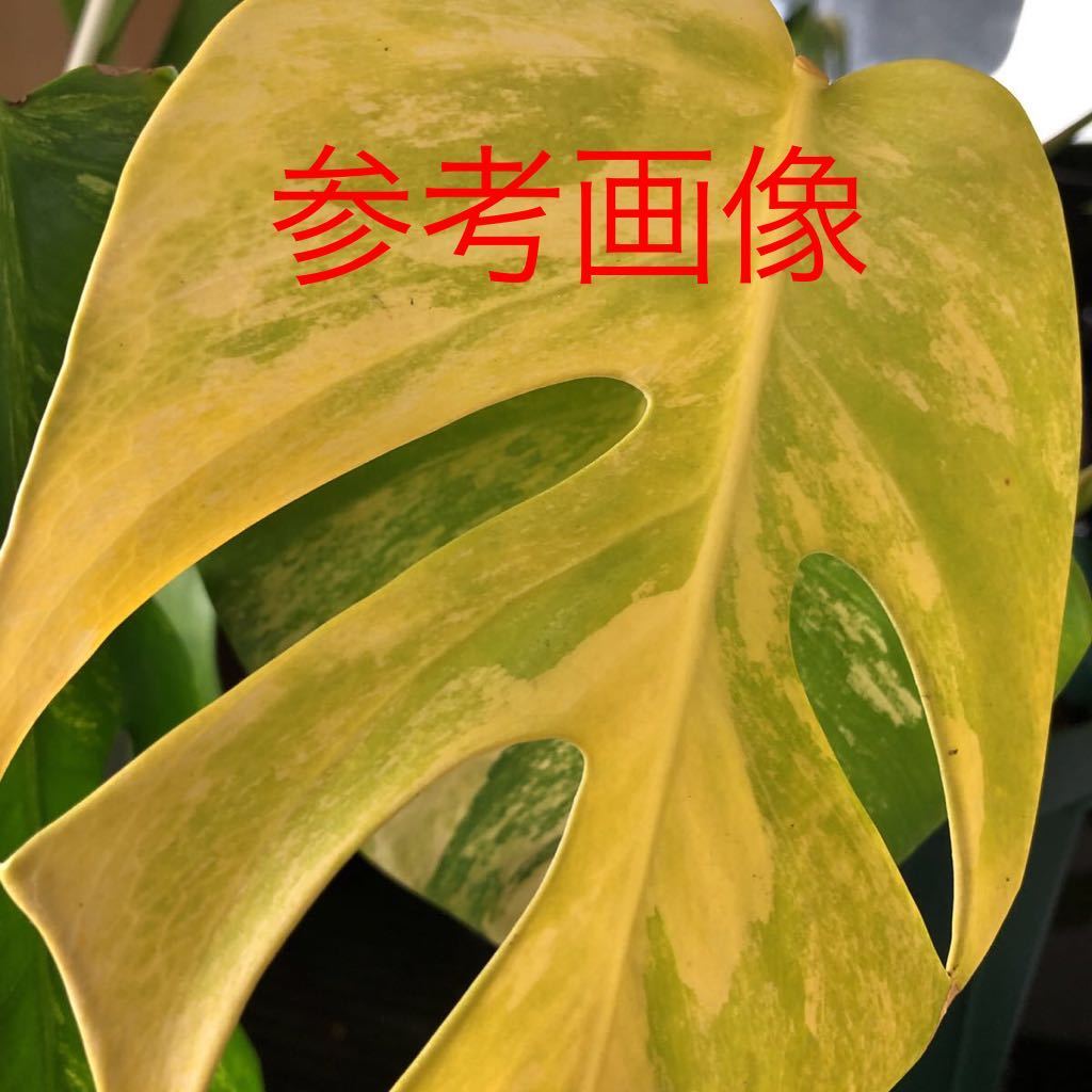 発色最高】黄斑 モンステラ ボルシギアナ オーレア モンステラ 発色最高】黄斑 モンステラ ボルシギアナ オーレア モンステラ