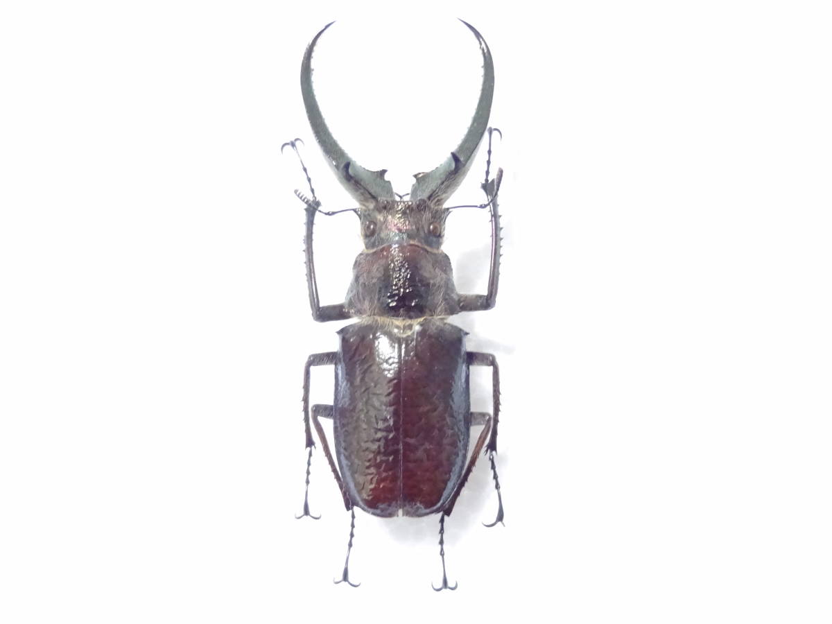 フェイスタメルシワバネクワガタ 標本（フェイスタメルシワバネ