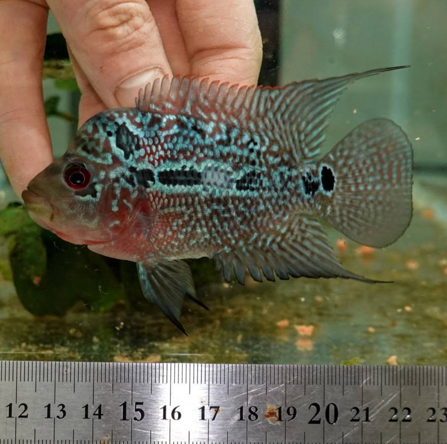 フラワーホーン　配達込みの価格 フラワーホーン 配達込みの価格