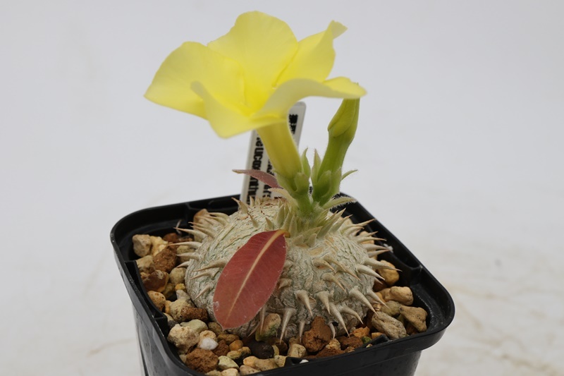 Pachypodium Brevicaule パキポディウム ブレビカウレ 恵比寿笑い クリーム花 の落札情報詳細 ヤフオク落札価格情報 オークフリー スマートフォン版