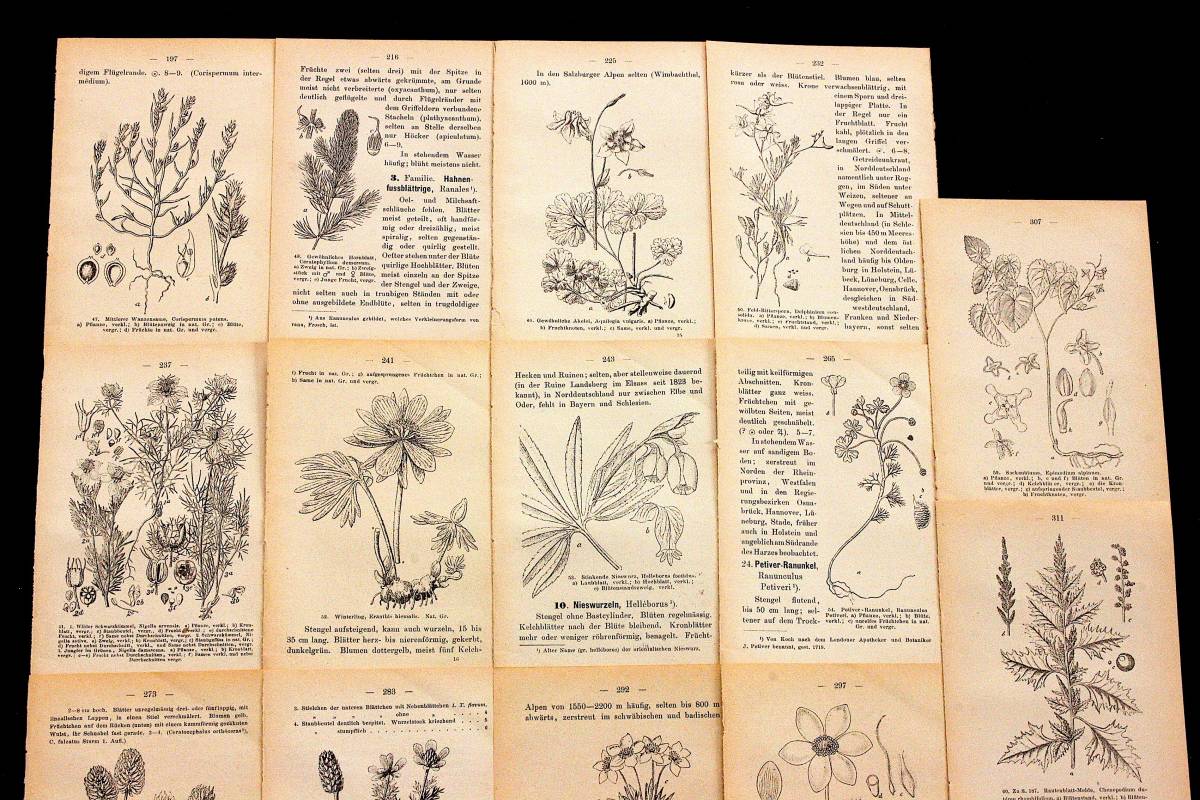 ★SALE★L809 洋書古書 1906年発行雰囲気たっぷりアンティーク植物図鑑 アンティーク 1906年]ドイツの古い植物図鑑のページ14枚セット