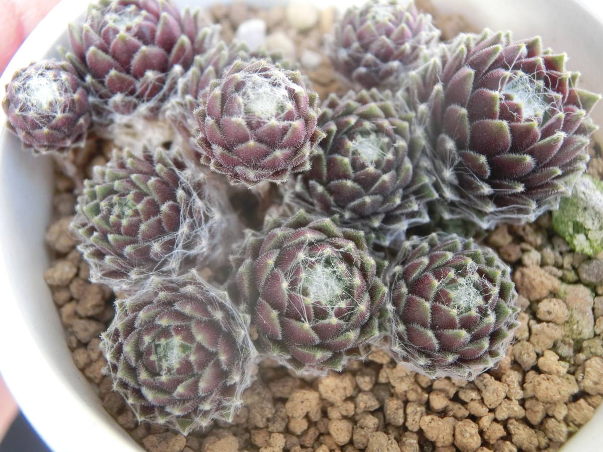 ☆センペル コブウェブジョイ Sempervivum cobwebjoy センペルビウム 3