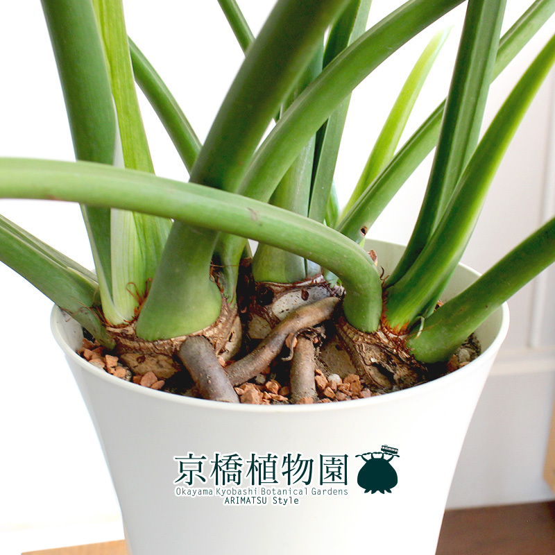 新品 現品 フィロデンドロン セローム 6号 2 Philodendron Selloum の落札情報詳細 ヤフオク落札価格情報 オークフリー スマートフォン版