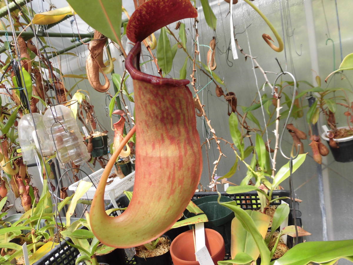 新品 食虫植物 ネペンテス フェベリッシュ コト の落札情報詳細 ヤフオク落札価格情報 オークフリー スマートフォン版