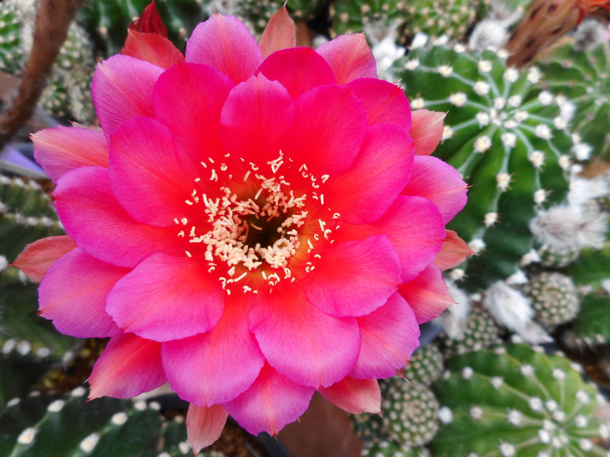 新品 サボテン多肉植物 花サボテン ピンクの女王 の落札情報詳細 ヤフオク落札価格情報 オークフリー スマートフォン版