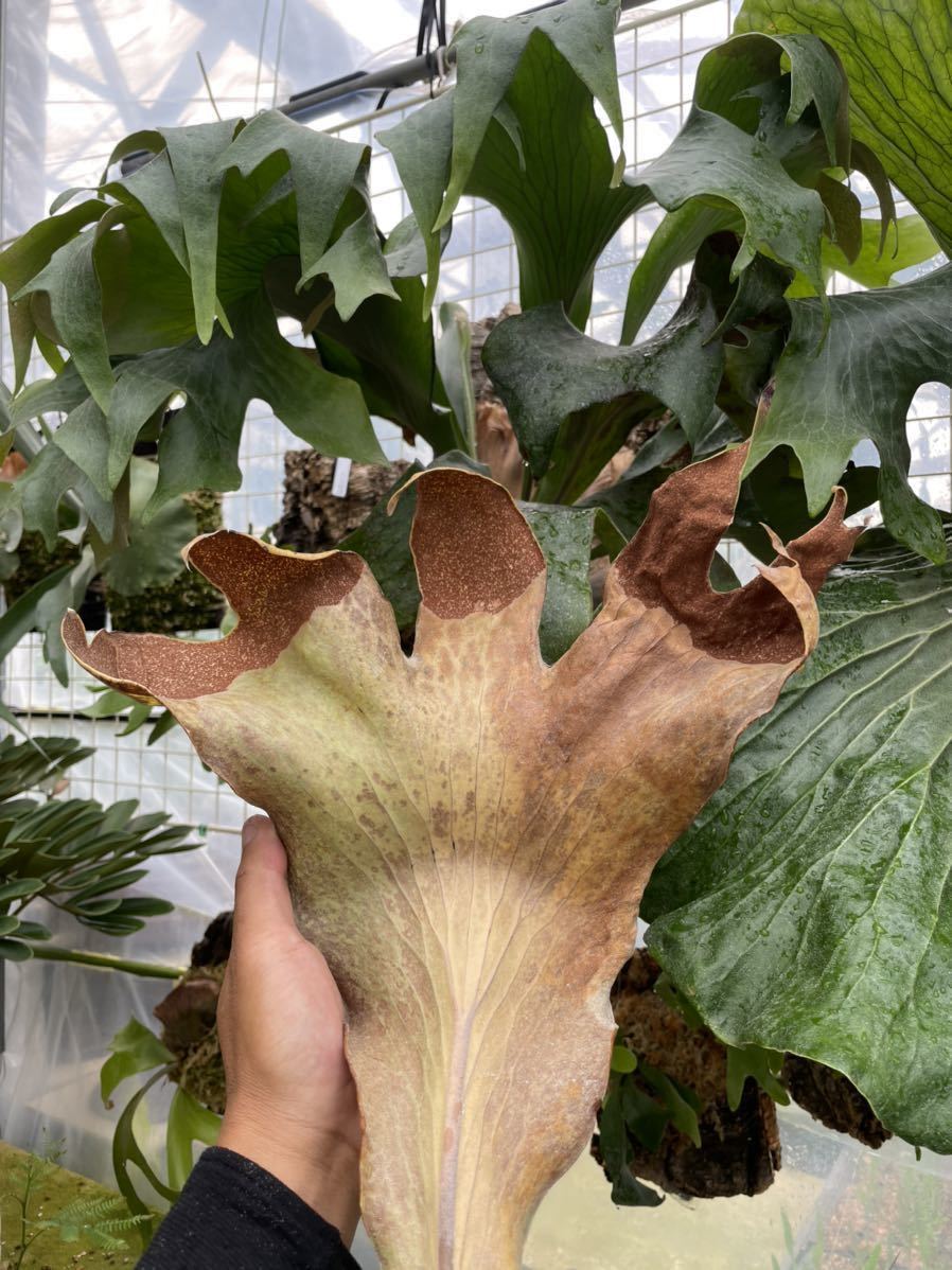 uekiya21 ふるい 植木屋21 ビーチリミテッドセカンドエディション胞子葉