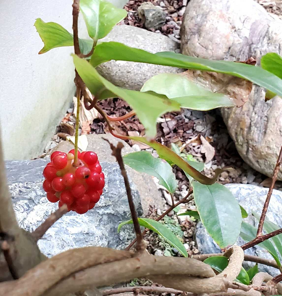新品 ビナンカズラ 美男葛 苗 つる性植物 赤い実 1ポット 山野草 盆栽 ガーデニング の落札情報詳細 ヤフオク落札価格情報 オークフリー スマートフォン版