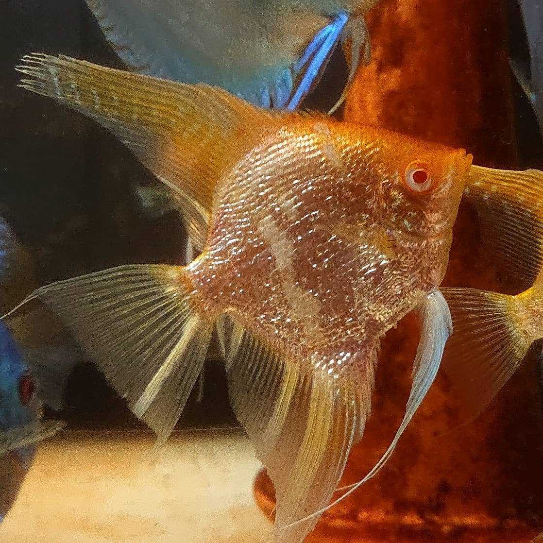 新品 アルビノ レッドトップダイヤモンド エンゼルフィッシュ若成魚3匹 引き取り希望 の落札情報詳細 ヤフオク落札価格情報 オークフリー スマートフォン版