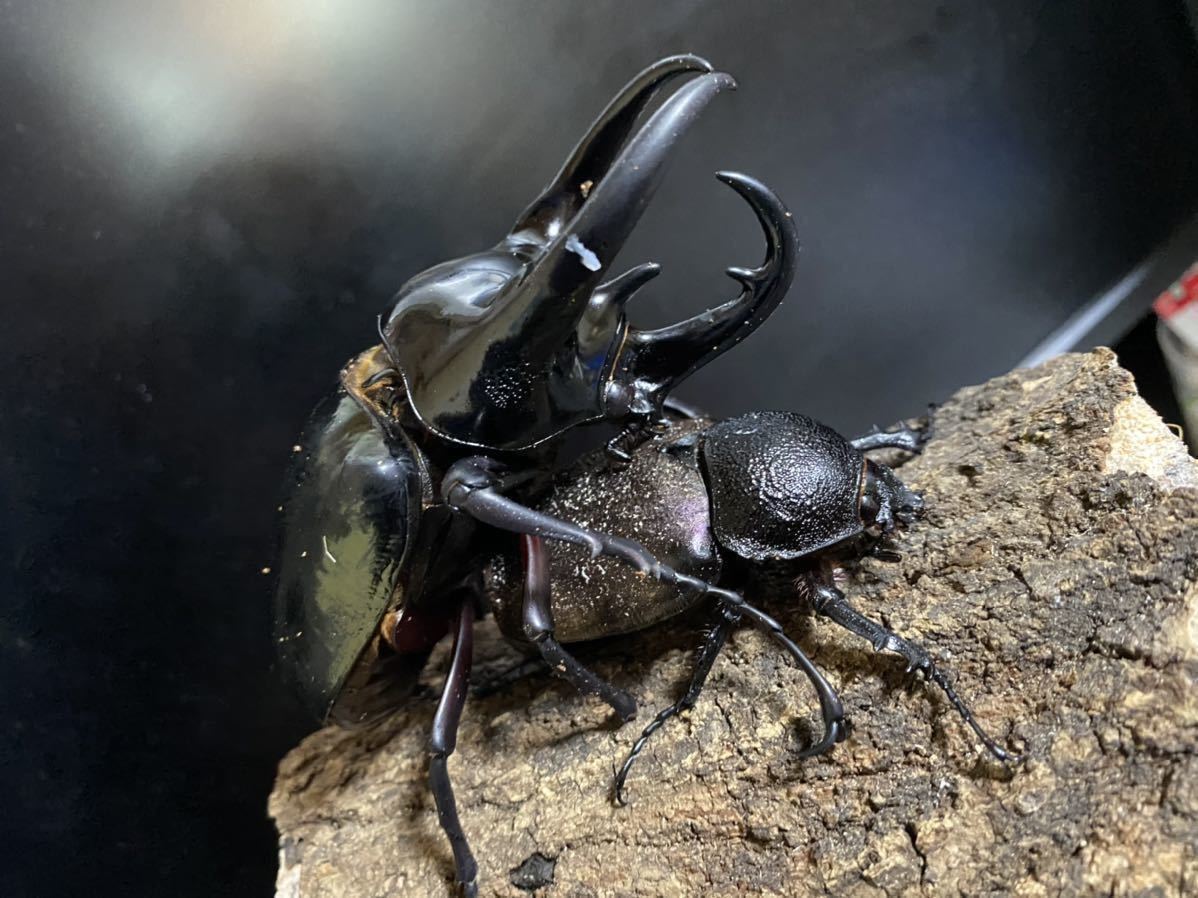 タイリクコーカサス コーカサスオオカブト 成虫ペア ♂124mm ♀62mm