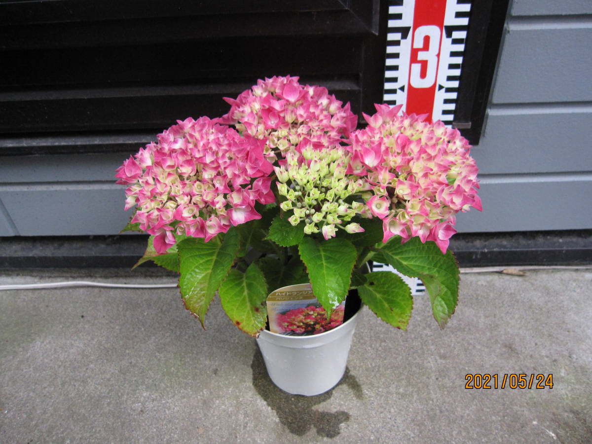 アジサイ パリジェンヌ 品種名のラベル付き の落札情報詳細 ヤフオク落札価格情報 オークフリー スマートフォン版