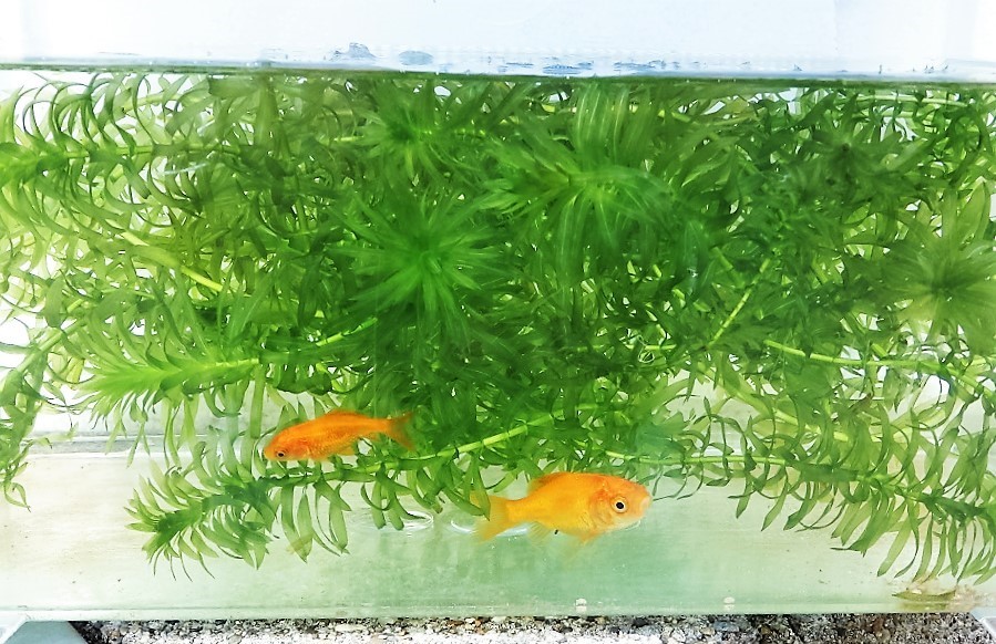 水草 6本 先端部 アナカリス オオカナダモ 金魚 メダカ等に cm以上 水質浄化 餌 産卵 アクアリウム 画像見本 の落札情報詳細 ヤフオク落札価格情報 オークフリー スマートフォン版 水草 6本 先端部 アナカリス オオカナダモ 金魚 メダカ等に cm以上 水質浄化 餌 産卵 アクアリウム 画像見本 の落札情報詳細 ヤフオク落札価格情報 オークフリー スマートフォン版