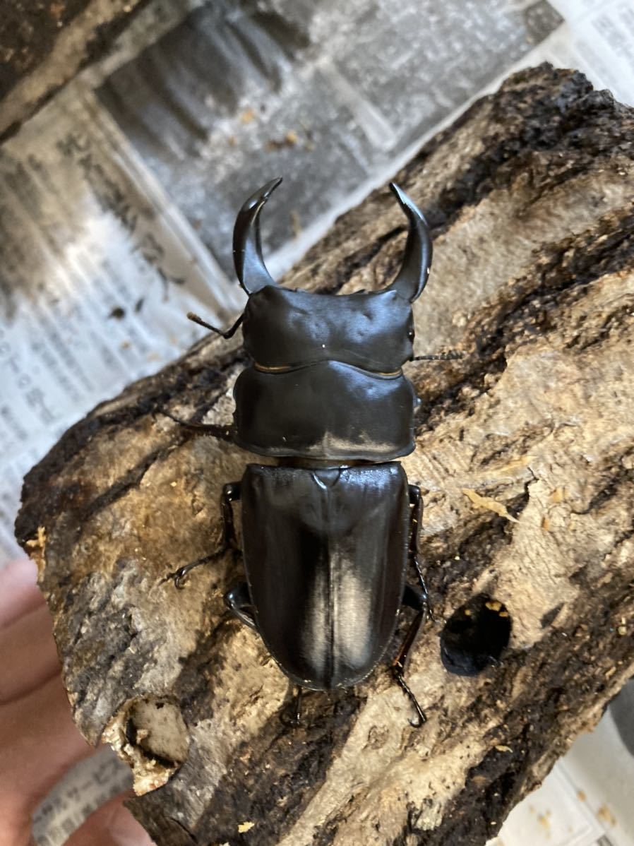 希少 カツラオオクワガタ ドルクスカツラ WD 成虫ペア