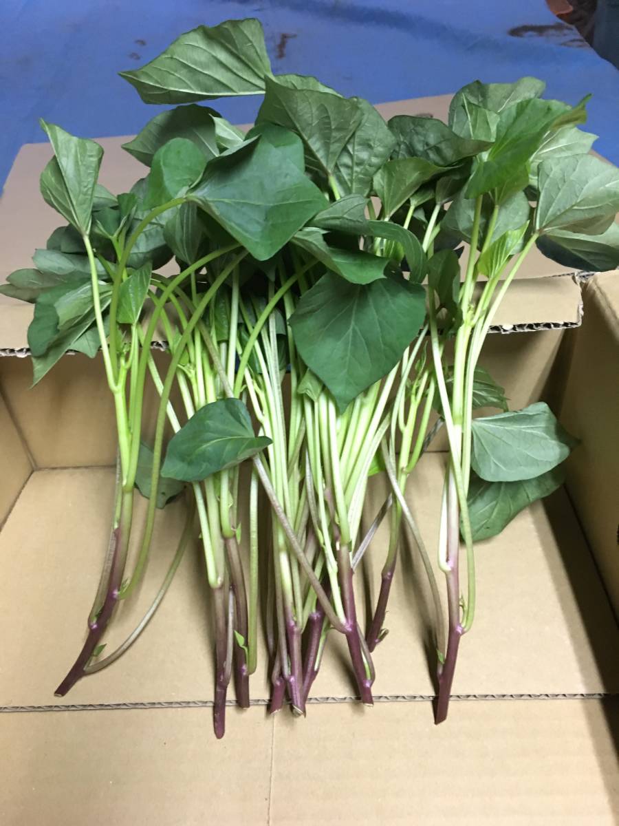 新品 茨城県産 紅はるか苗 200本 さつまいも 苗 の落札情報詳細 ヤフオク落札価格情報 オークフリー スマートフォン版 新品 茨城県産 紅はるか苗 200本 さつまいも 苗 の落札情報詳細 ヤフオク落札価格情報 オークフリー スマートフォン版
