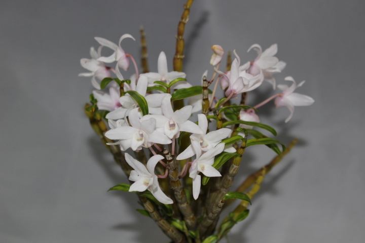 新品】四天大同（白綾・天女冠）花付・株立ち 宅急便コンパクト 匿名