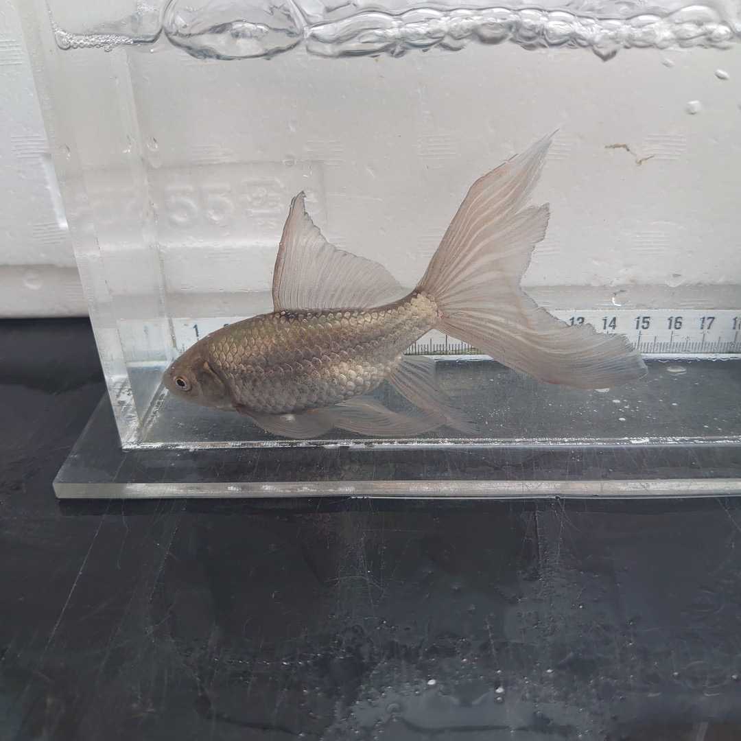 新品 金曜日発送 21日 宮城鉄魚飼育研究会 錆鉄魚 14センチくらい の落札情報詳細 ヤフオク落札価格情報 オークフリー スマートフォン版
