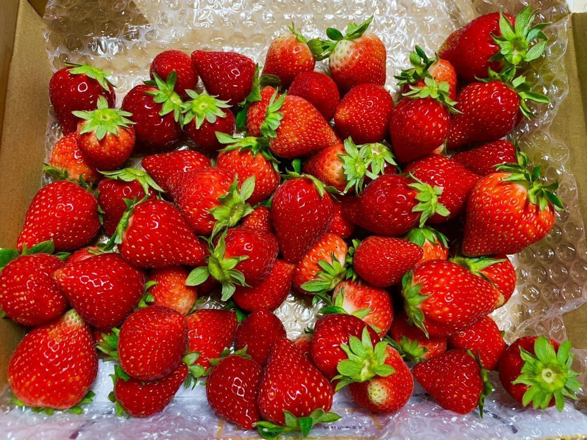 新品 いちごさん 秀品優品良品サイズフリーミックス品1kg全込み の落札情報詳細 ヤフオク落札価格情報 オークフリー スマートフォン版