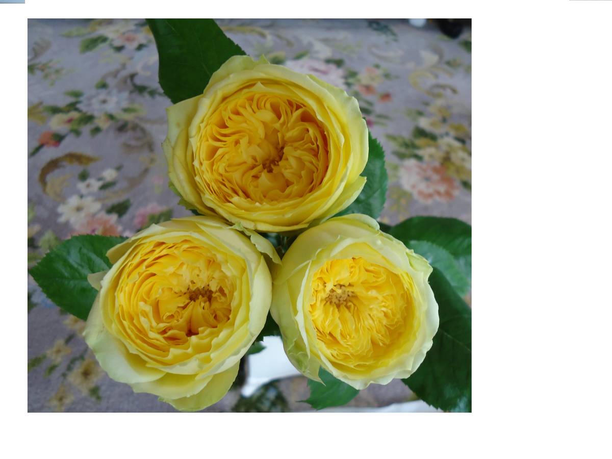 新品 Roses 切り花品種 カタリナ 大き目挿し木苗 4号ロングスリット鉢 ４２センチ の落札情報詳細 ヤフオク落札価格情報 オークフリー スマートフォン版